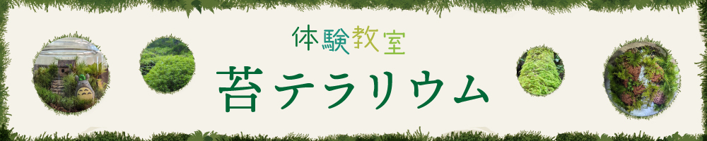 記事苔テラリウム202211