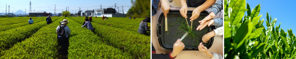 記事お茶摘み202604